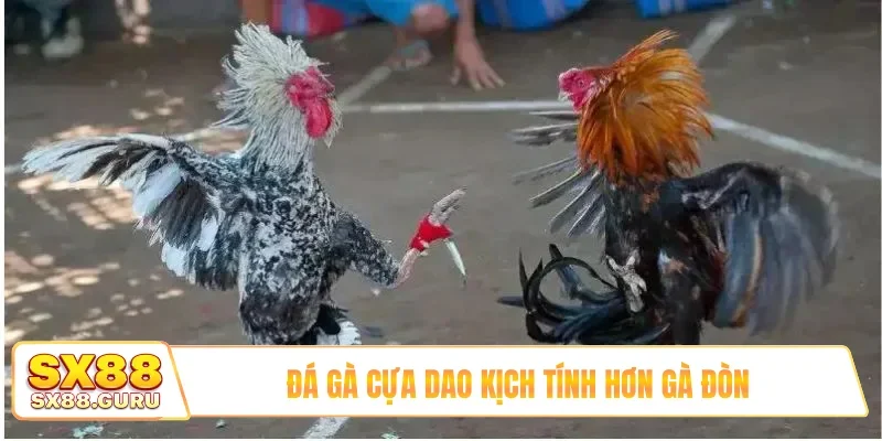 Đá gà cựa dao kịch tính hơn gà đòn