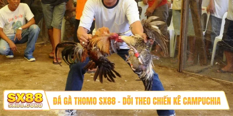 Đá gà Thomo