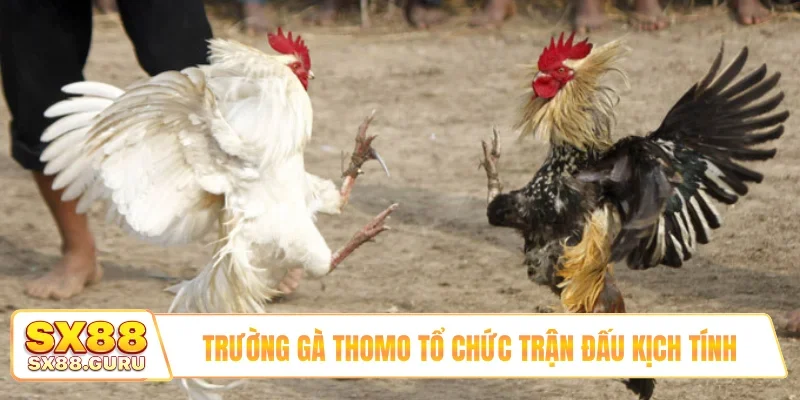 Trường gà Thomo tổ chức trận đấu kịch tính