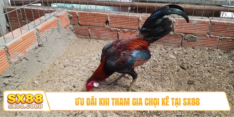 Ưu đãi khi tham gia chọi kê tại SX88