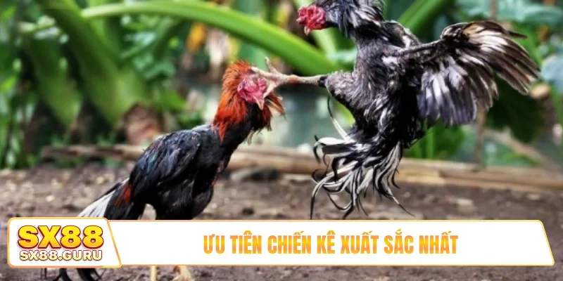 Ưu tiên chiến kê xuất sắc nhất